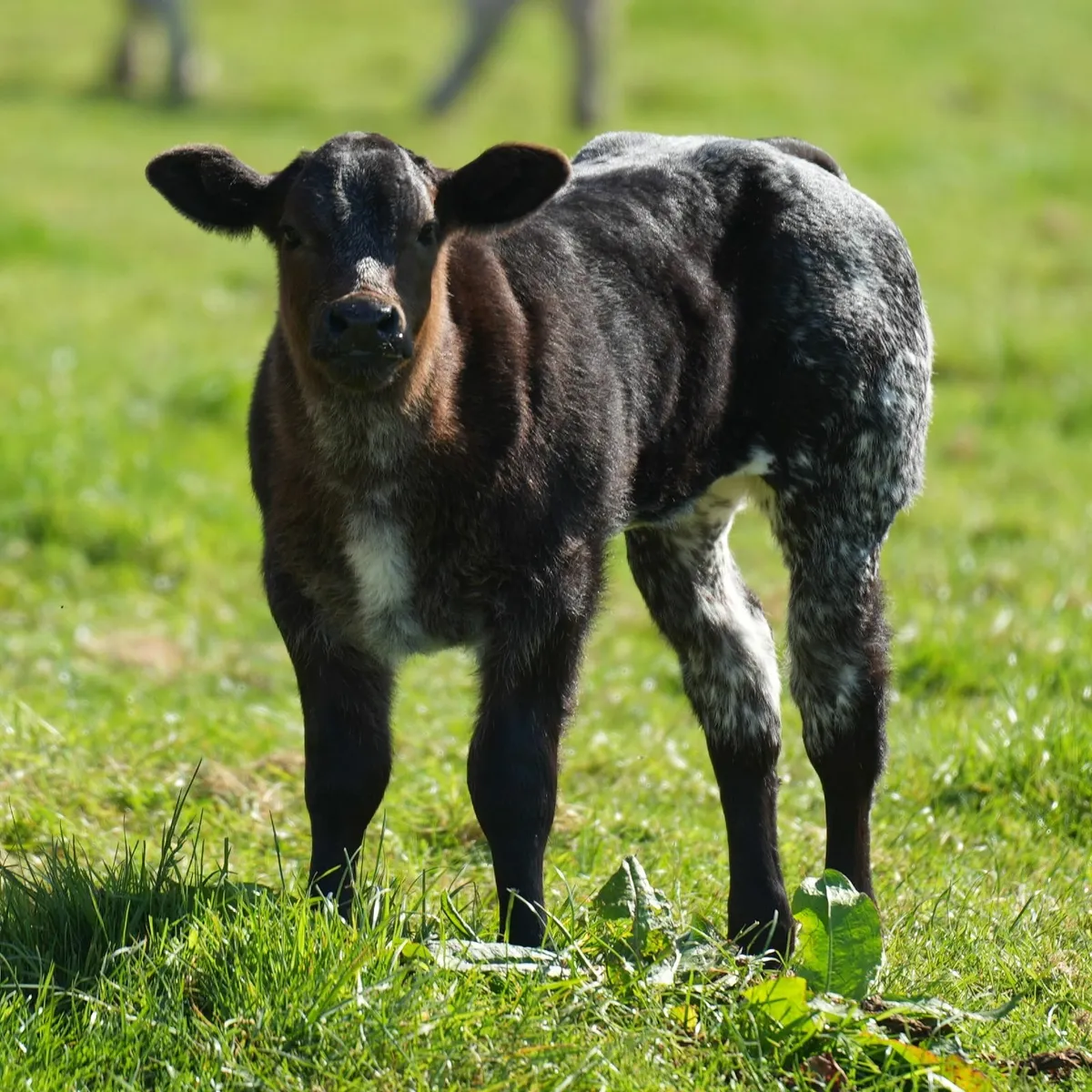 ⭐️ Blonde x Cow & Show Heifer Calf⭐ - Image 1