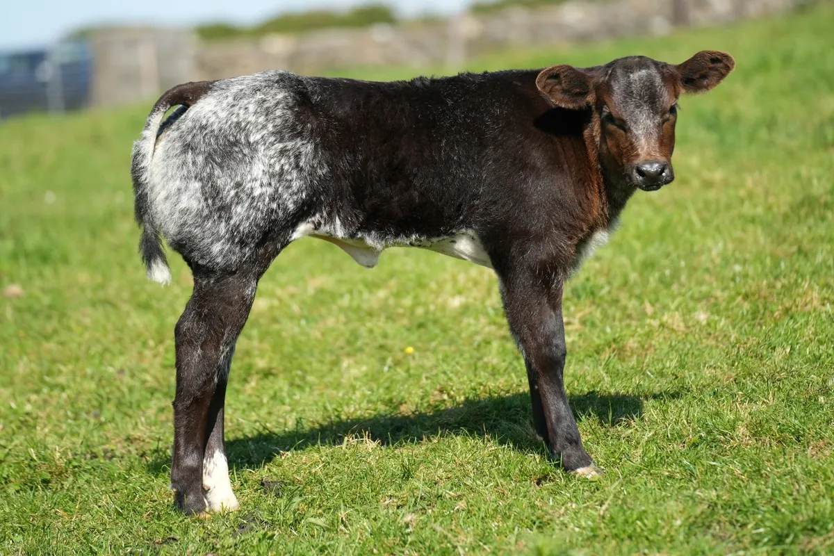 ⭐️ Blonde x Cow & Show Heifer Calf⭐ - Image 4