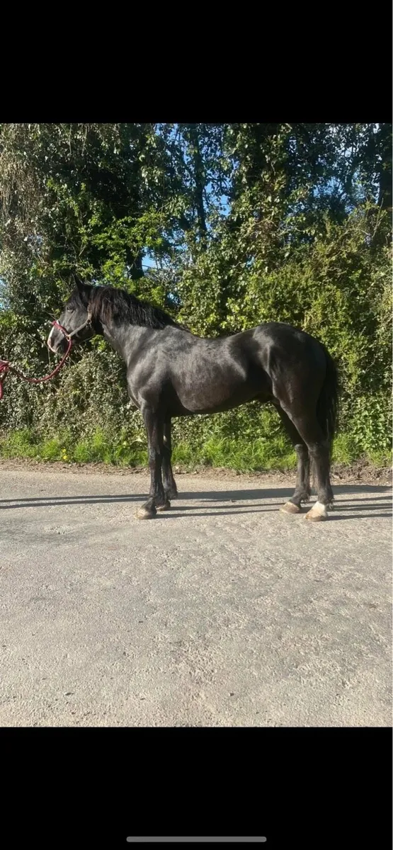 Black RID popular stallion @stud - Image 1