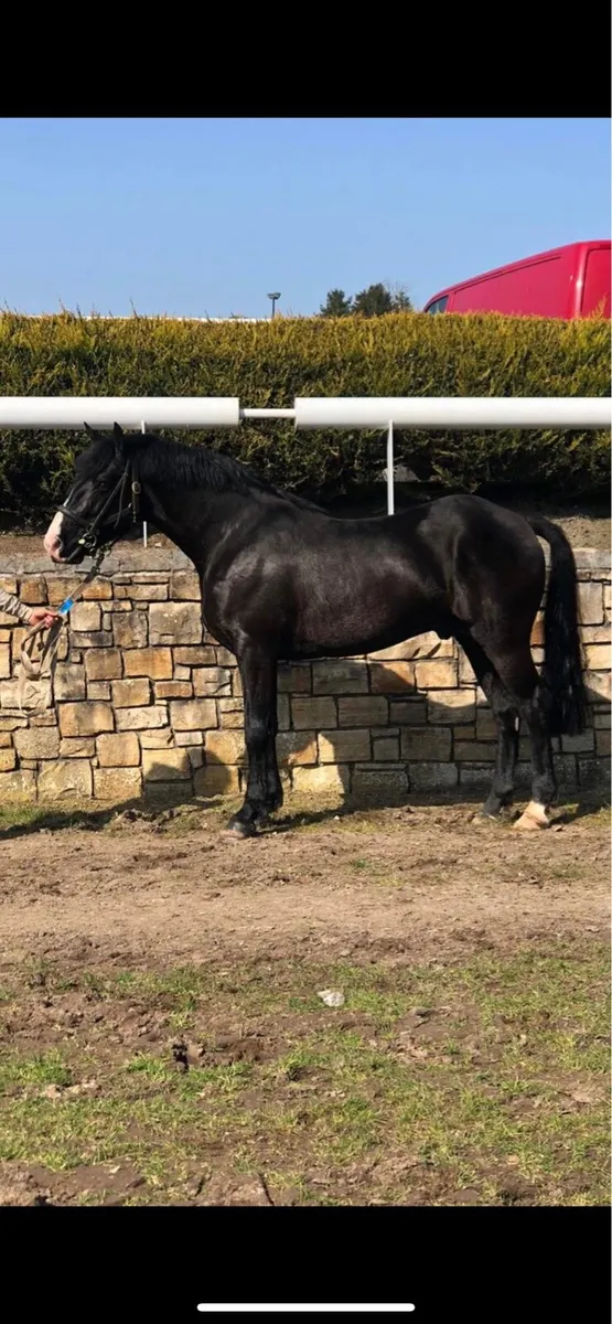 Black RID popular stallion @stud - Image 2