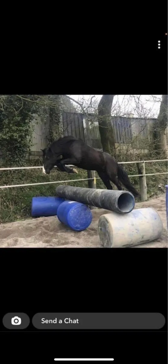 Black RID popular stallion @stud - Image 3