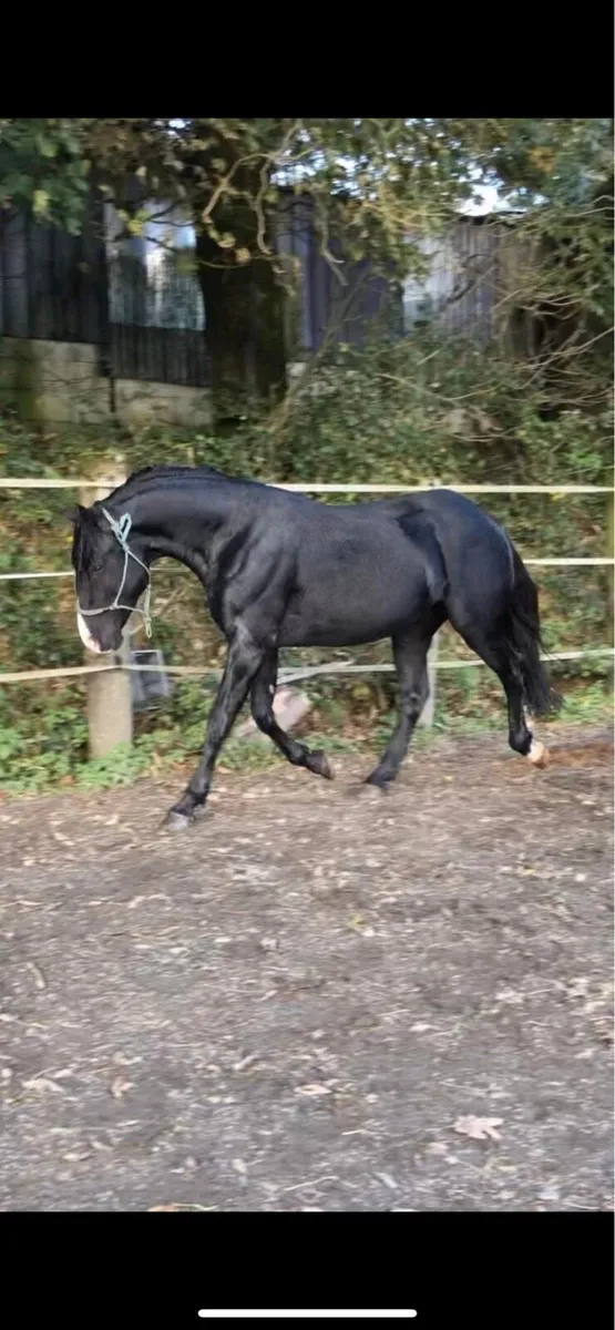 Black RID popular stallion @stud - Image 4