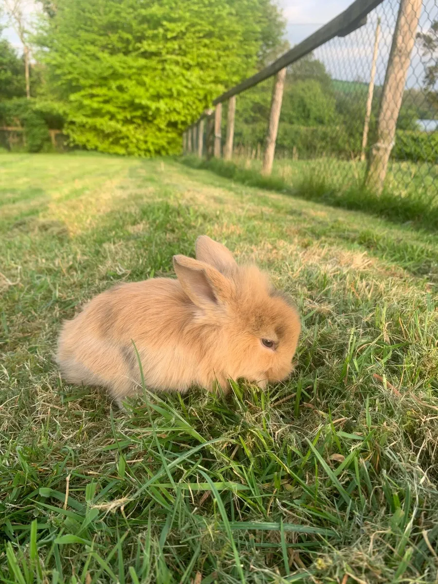 Rabbit and Hutches - Image 1