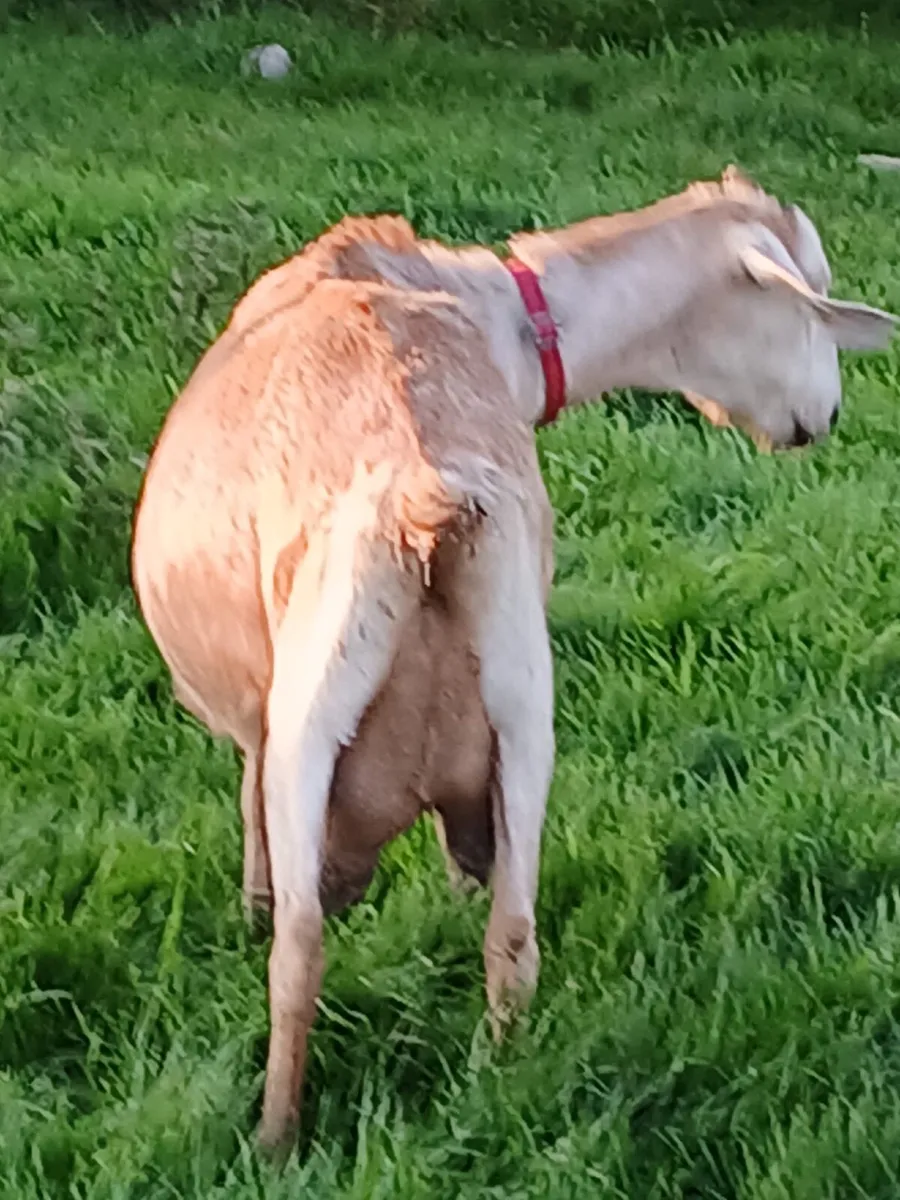 Goat - Image 1
