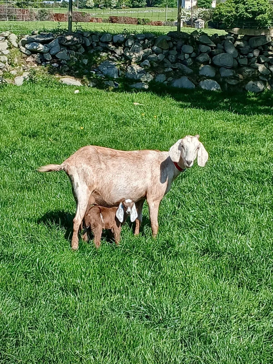 Goat - Image 2