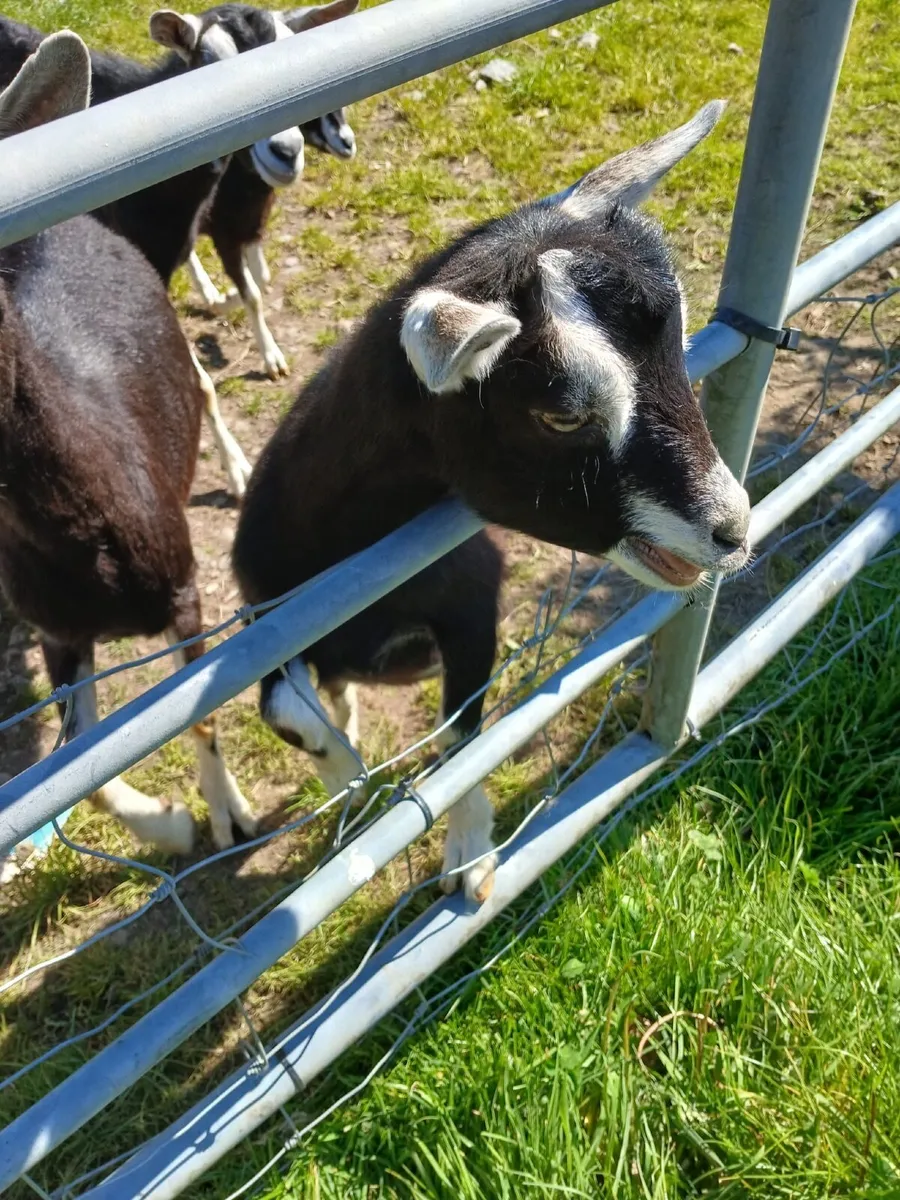 Goat - Image 3