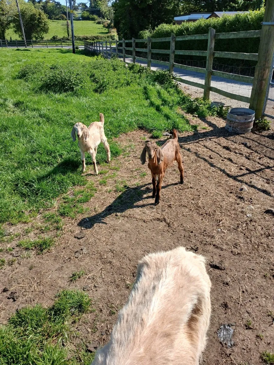 Goat - Image 4