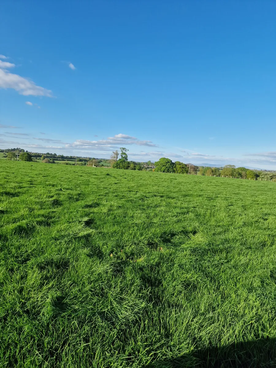 Meadow  for silage or hay - Image 2