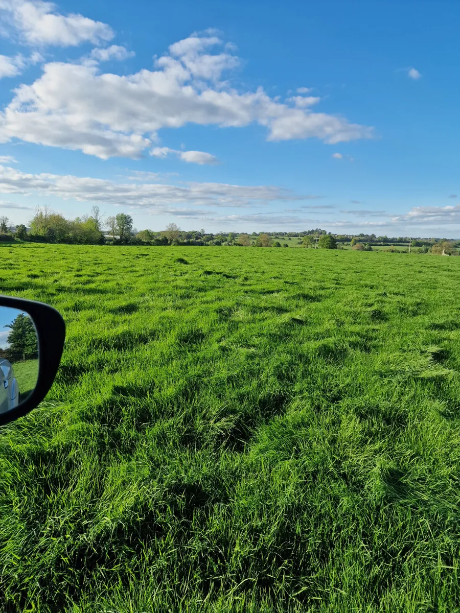 Meadow  for silage or hay - Image 3