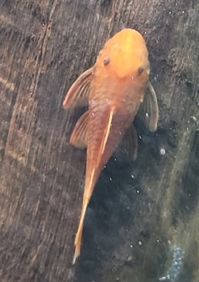 Super Red plecos - Image 1