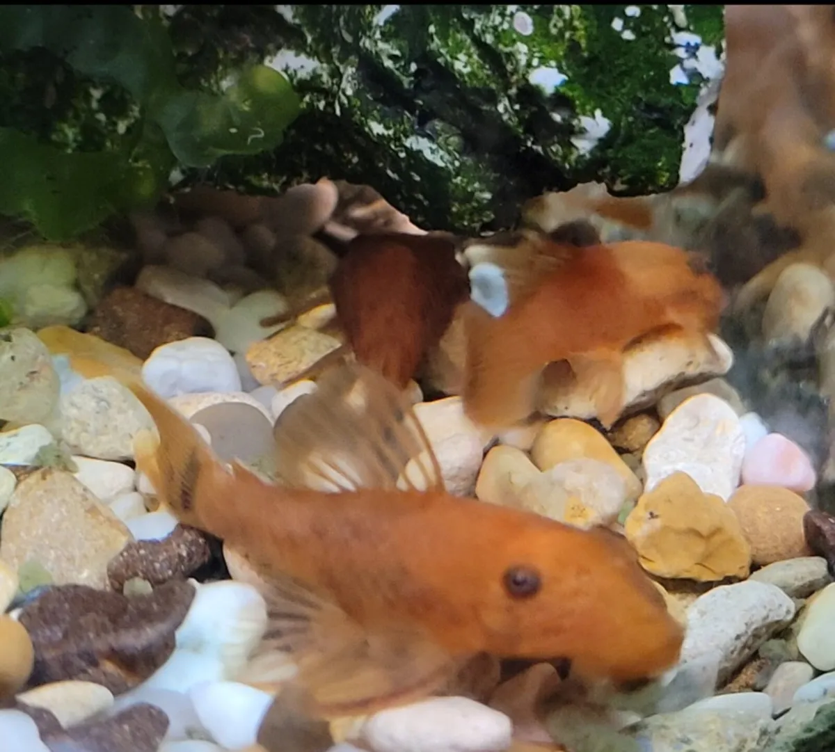 Super Red plecos - Image 2