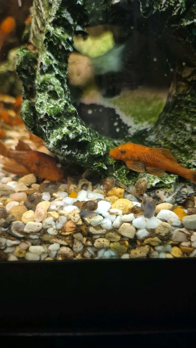 Super Red plecos - Image 3