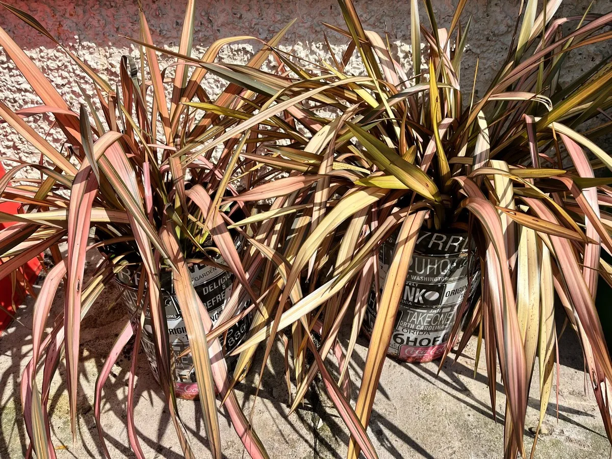 Quick sale of two plants in big pots - Image 1