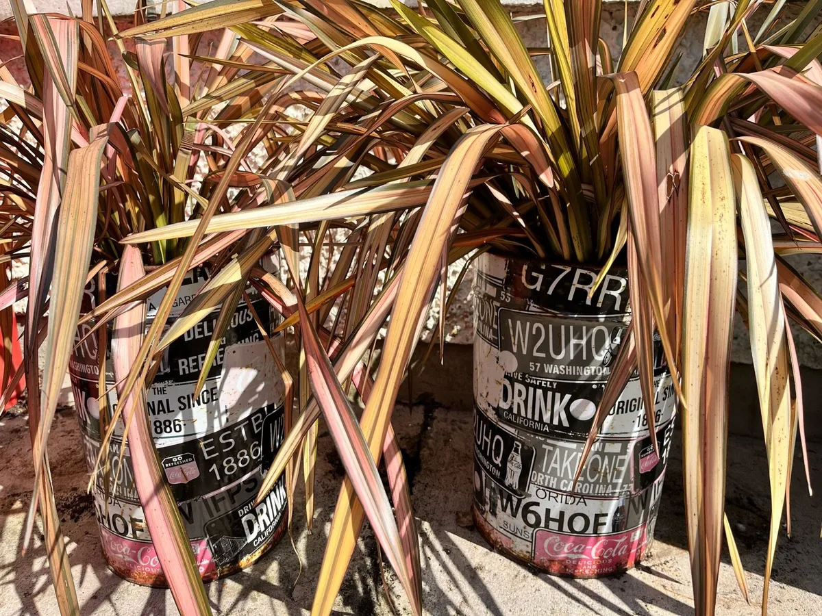 Quick sale of two plants in big pots - Image 2