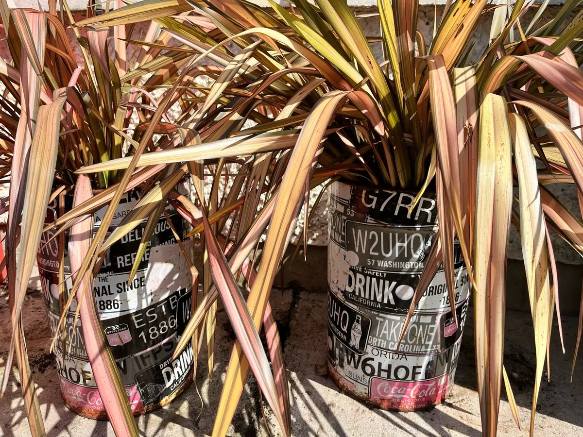 Quick sale of two plants in big pots - Image 3