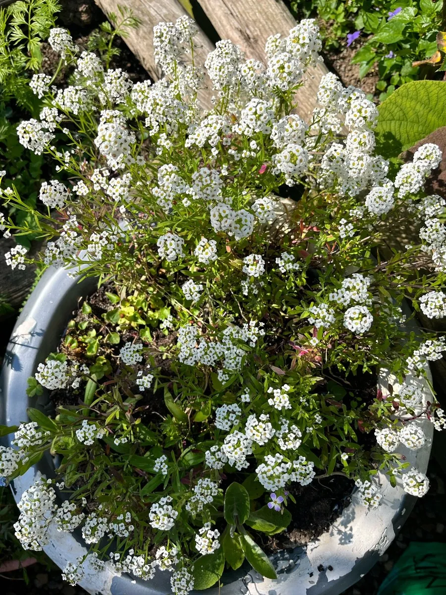 Plants in big pots - Image 1