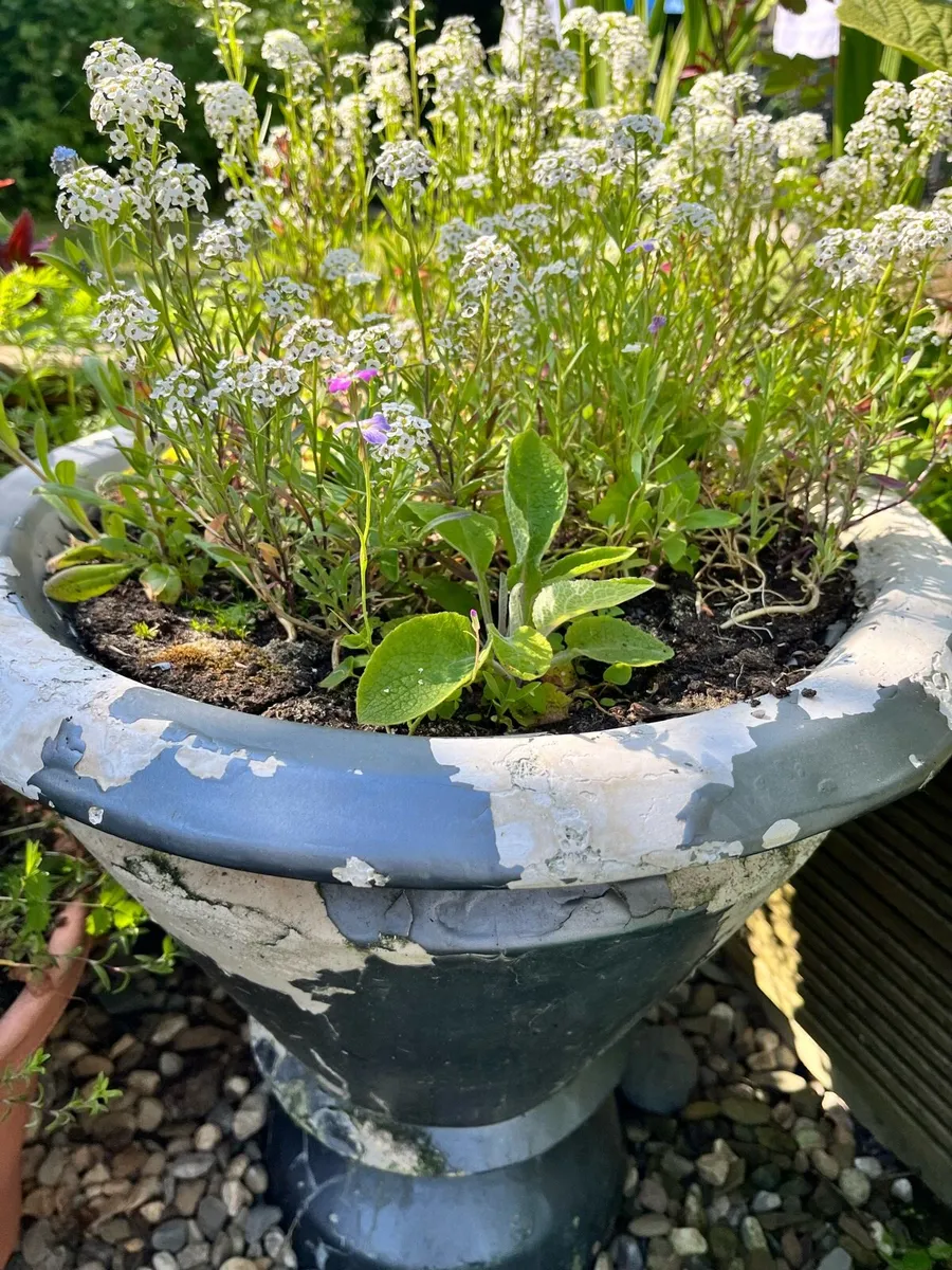 Plants in big pots - Image 2