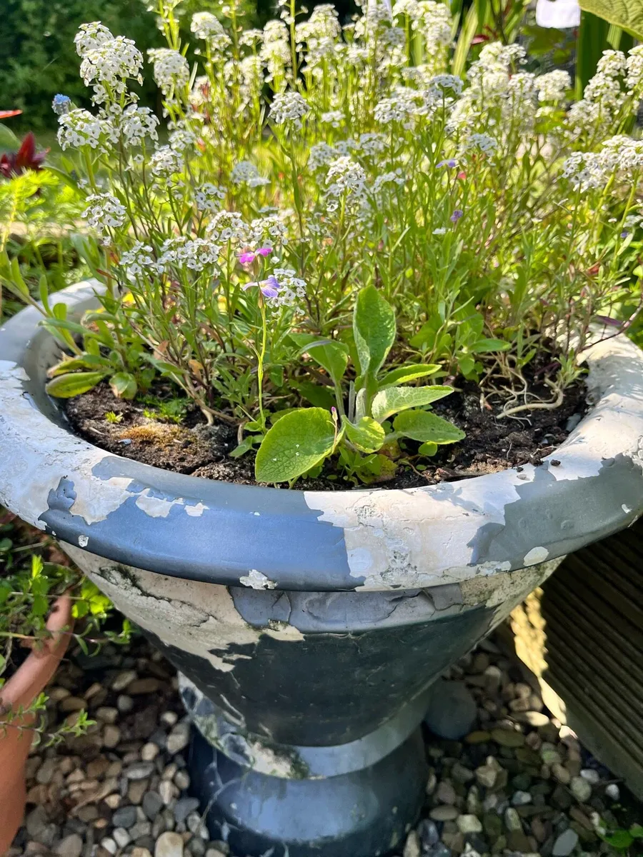 Plants in big pots - Image 4