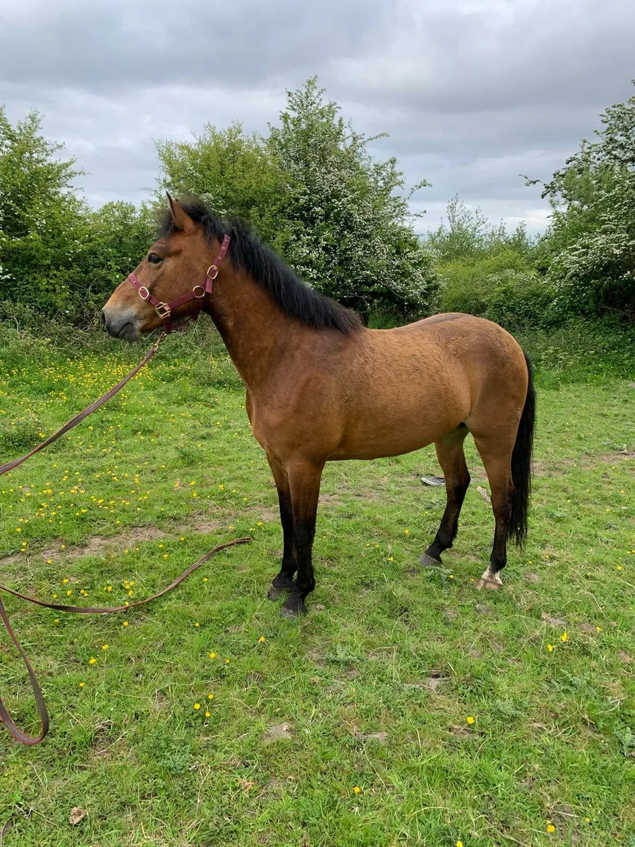 3 year old gelding - Image 1