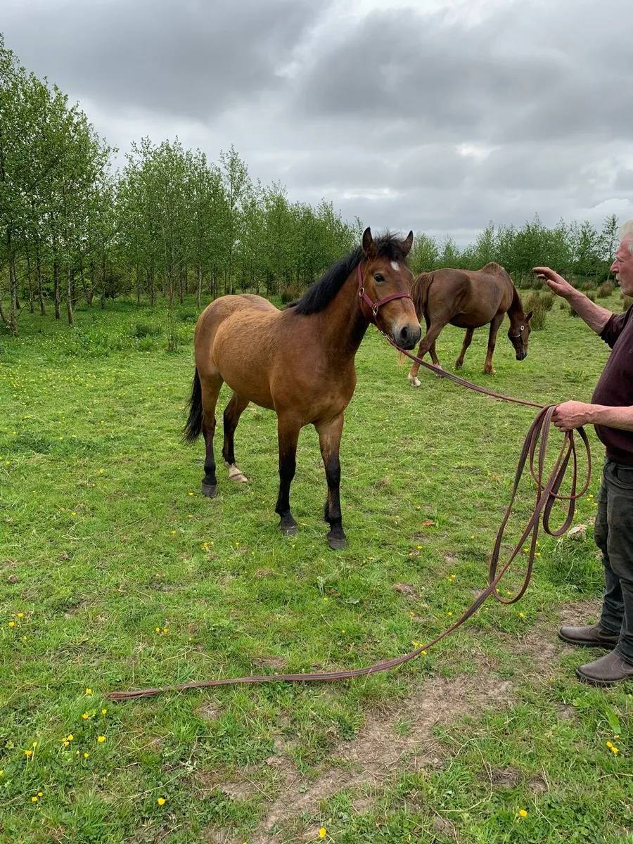 3 year old gelding - Image 2