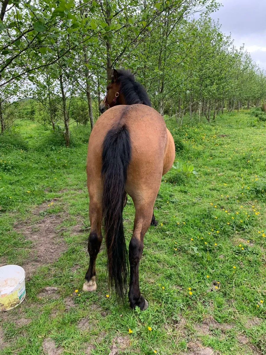 3 year old gelding - Image 3