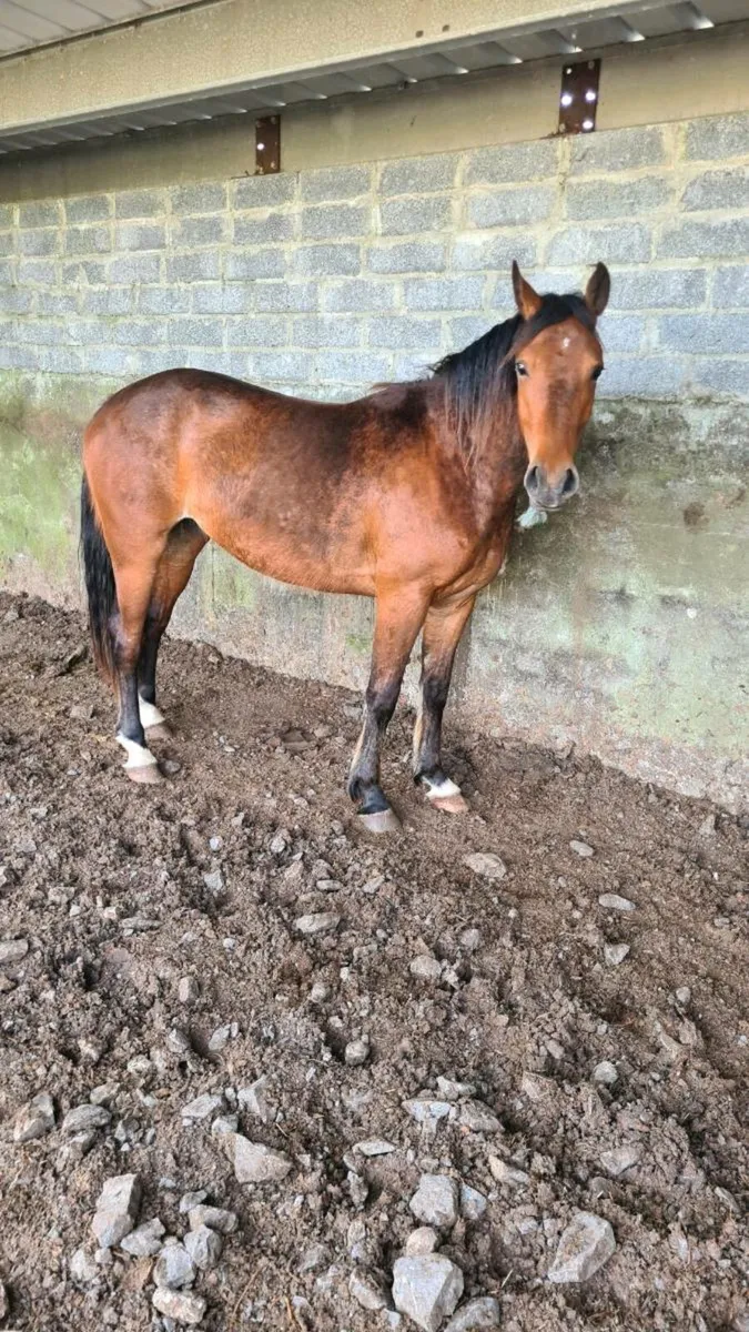 3 year old gelding for sale - Image 1