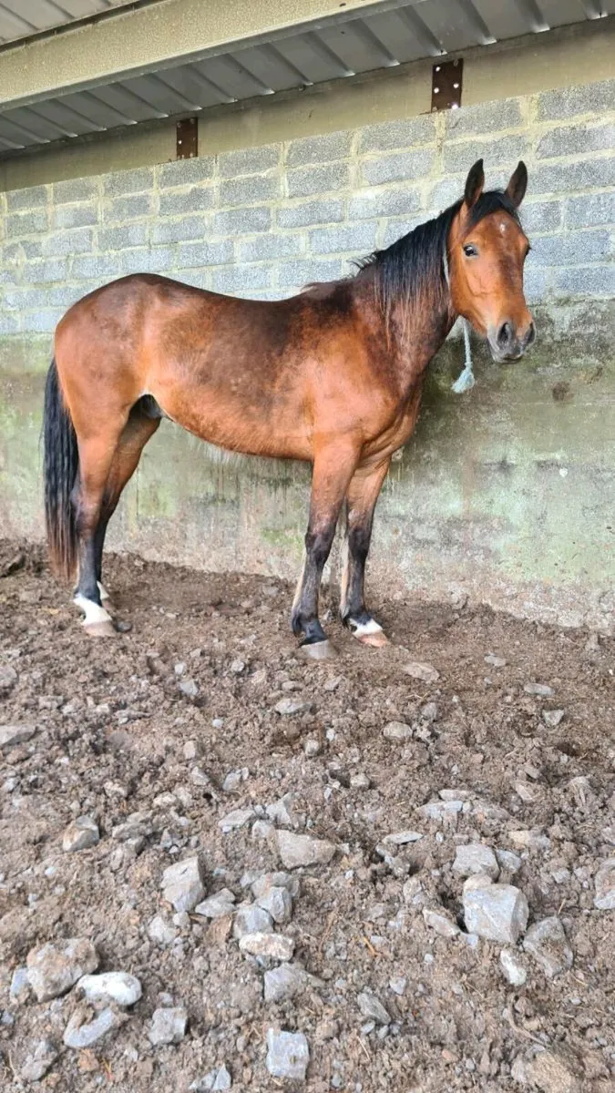 3 year old gelding for sale - Image 2