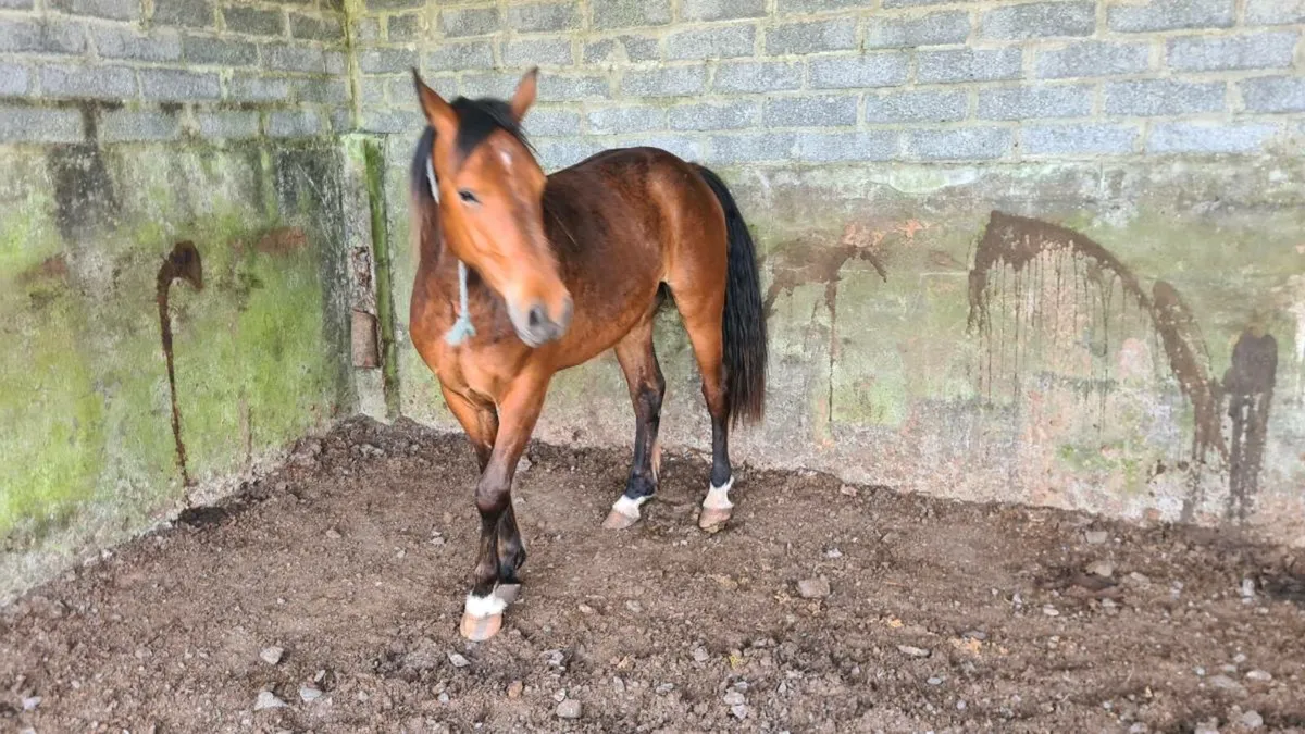 3 year old gelding for sale - Image 3