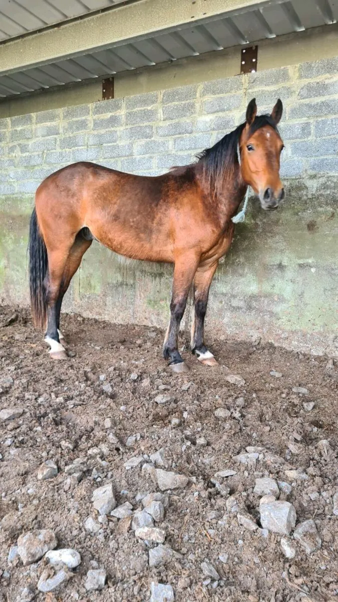 3 year old gelding for sale - Image 4