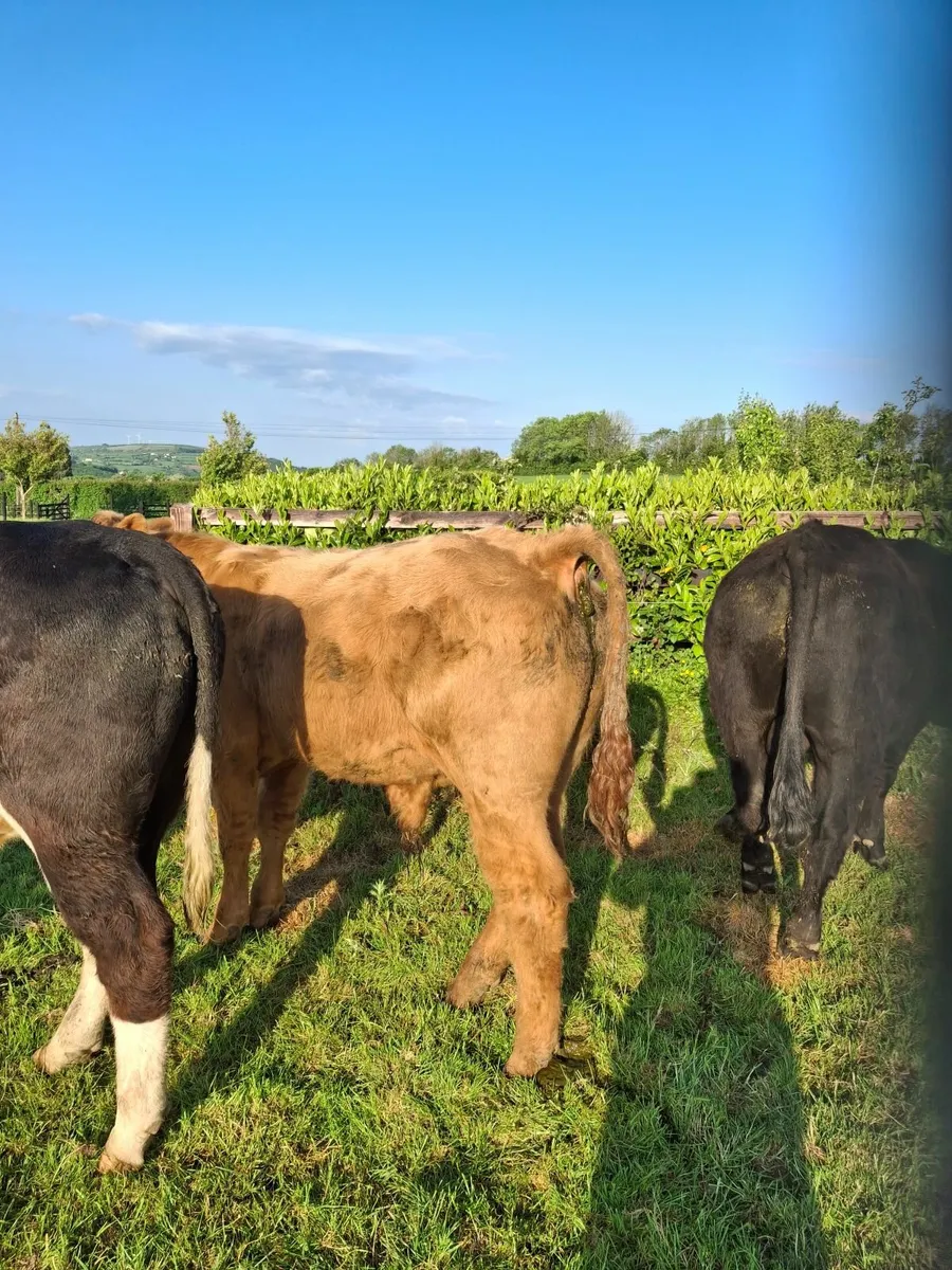 Charolais / angus bulls - Image 1