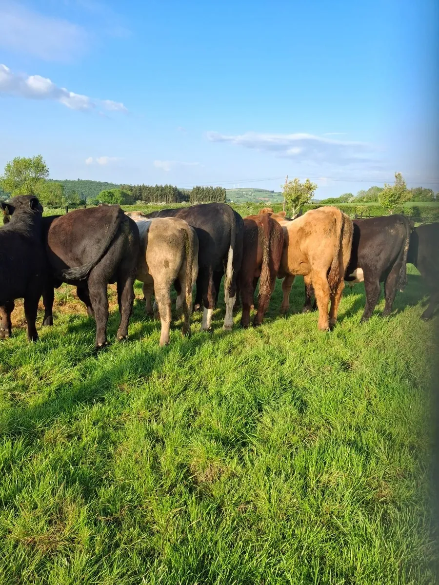 Charolais / angus bulls - Image 2