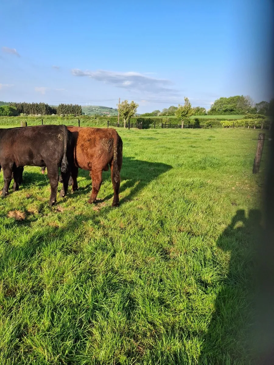 Charolais / angus bulls - Image 3