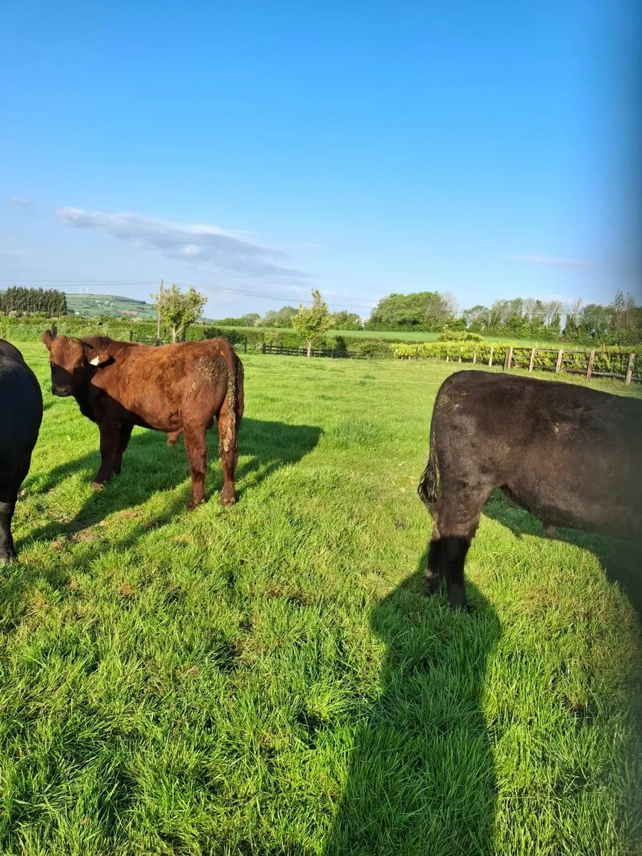 Charolais / angus bulls - Image 4