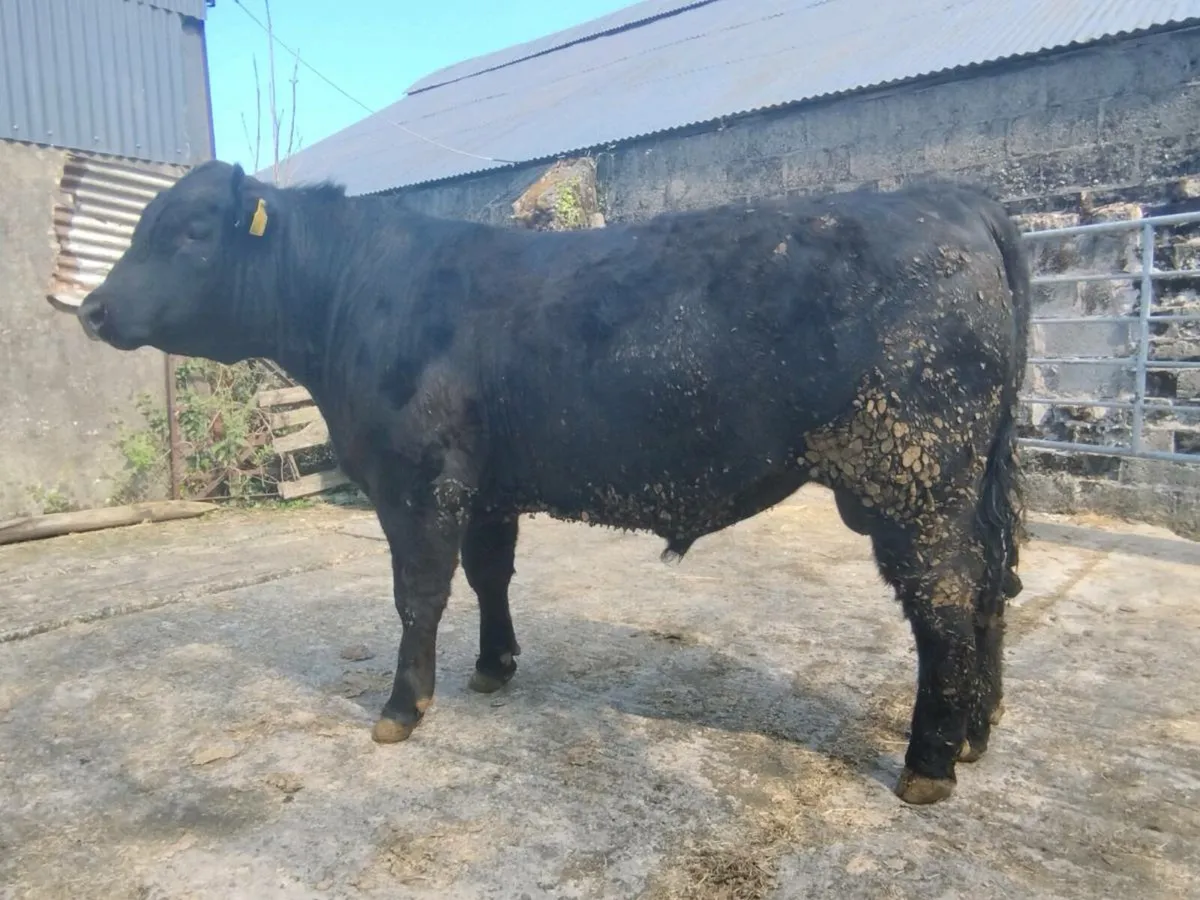 Pedigree Angus bulls