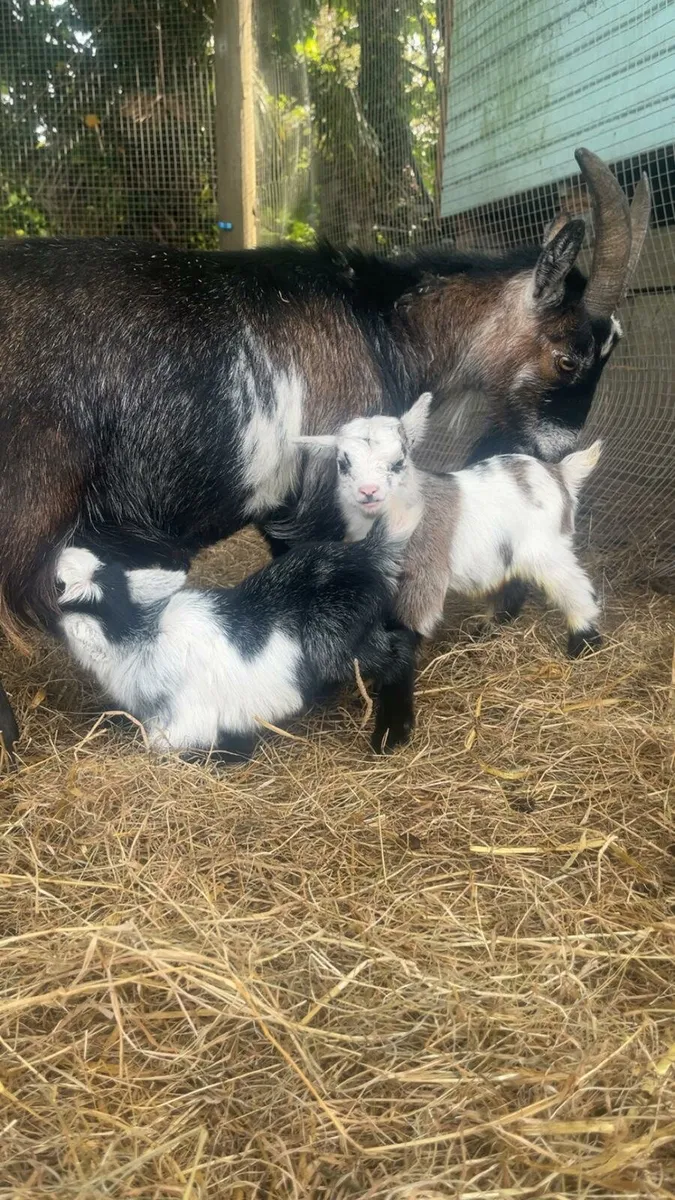 Female pedigree pygmy goat with two kids - Image 1