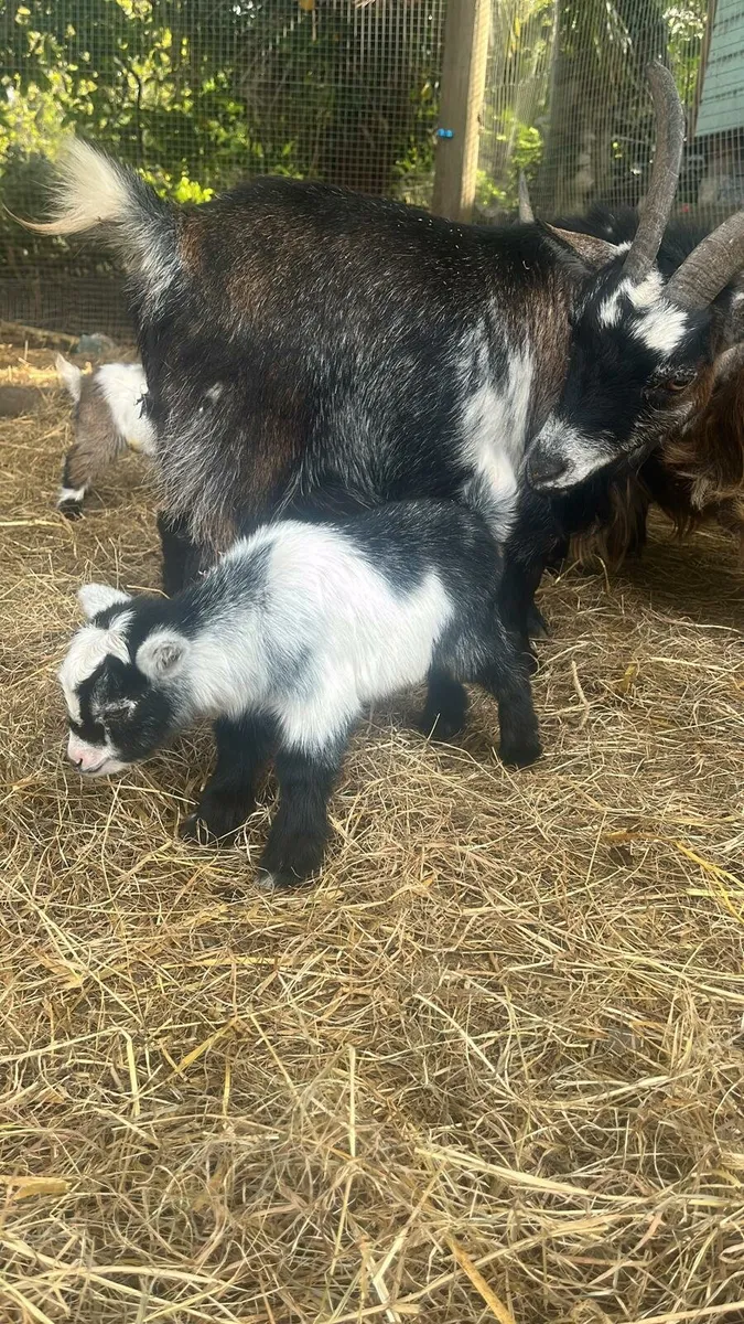Female pedigree pygmy goat with two kids - Image 2