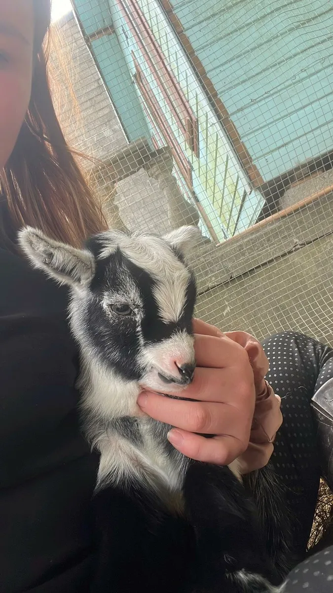 Female pedigree pygmy goat with two kids - Image 3