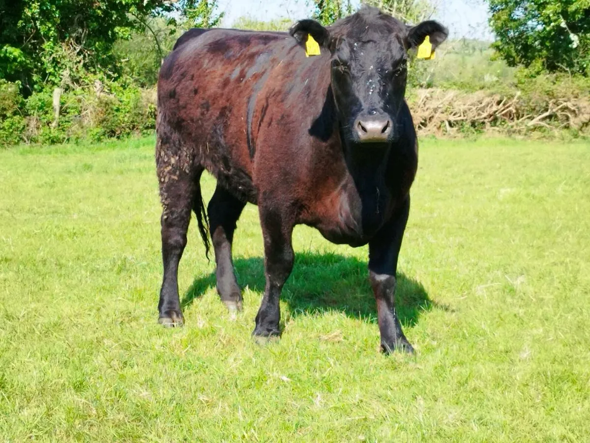 Pedigree Angus heifers - Image 1