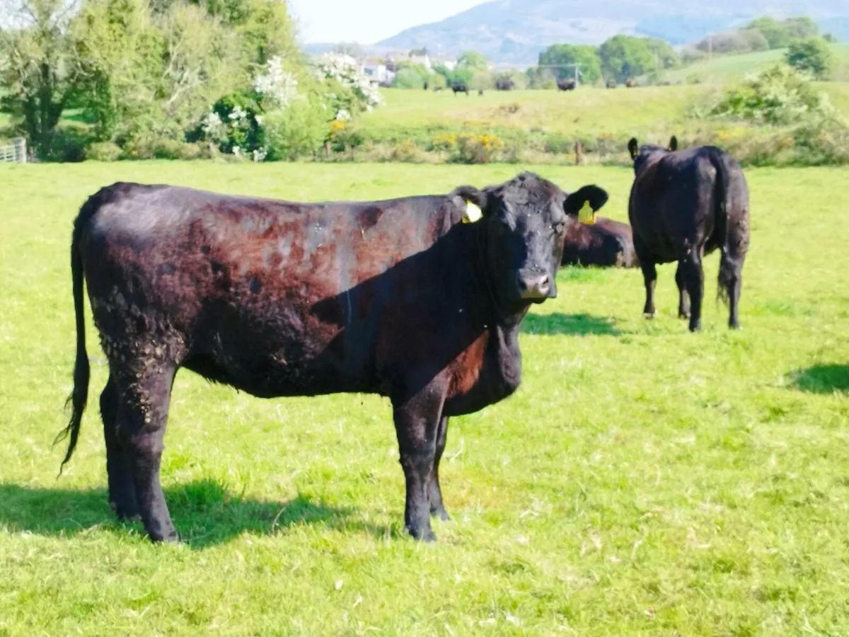 Pedigree Angus heifers - Image 2
