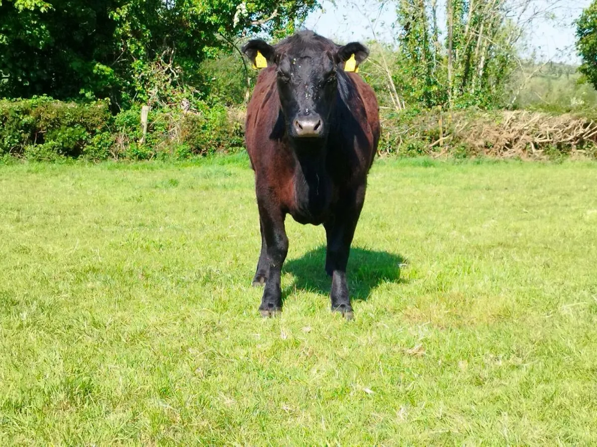 Pedigree Angus heifers - Image 3