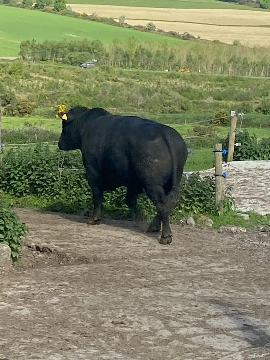 Angus bull 3 year old - Image 2