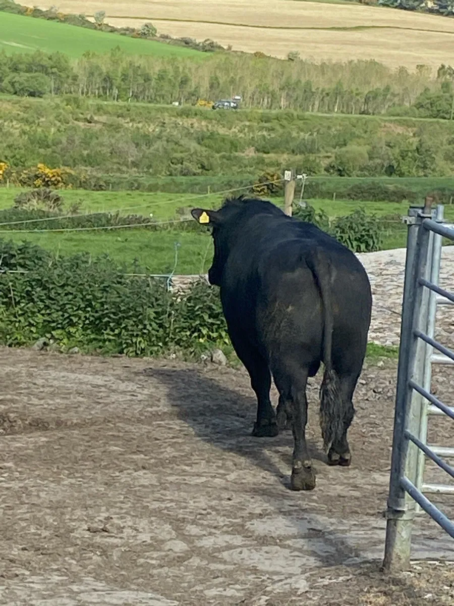 Angus bull 3 year old - Image 3