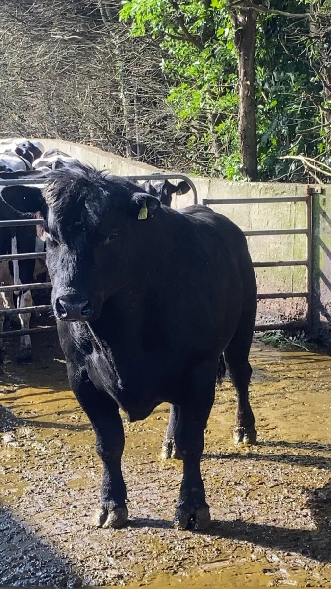 Angus bull 3 year old - Image 4