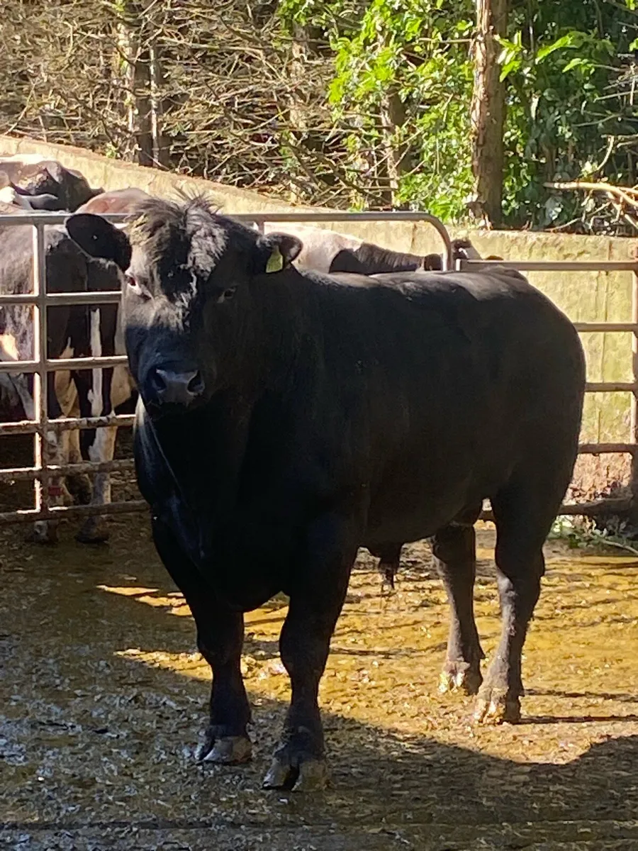 Angus bull 3 year old - Image 1