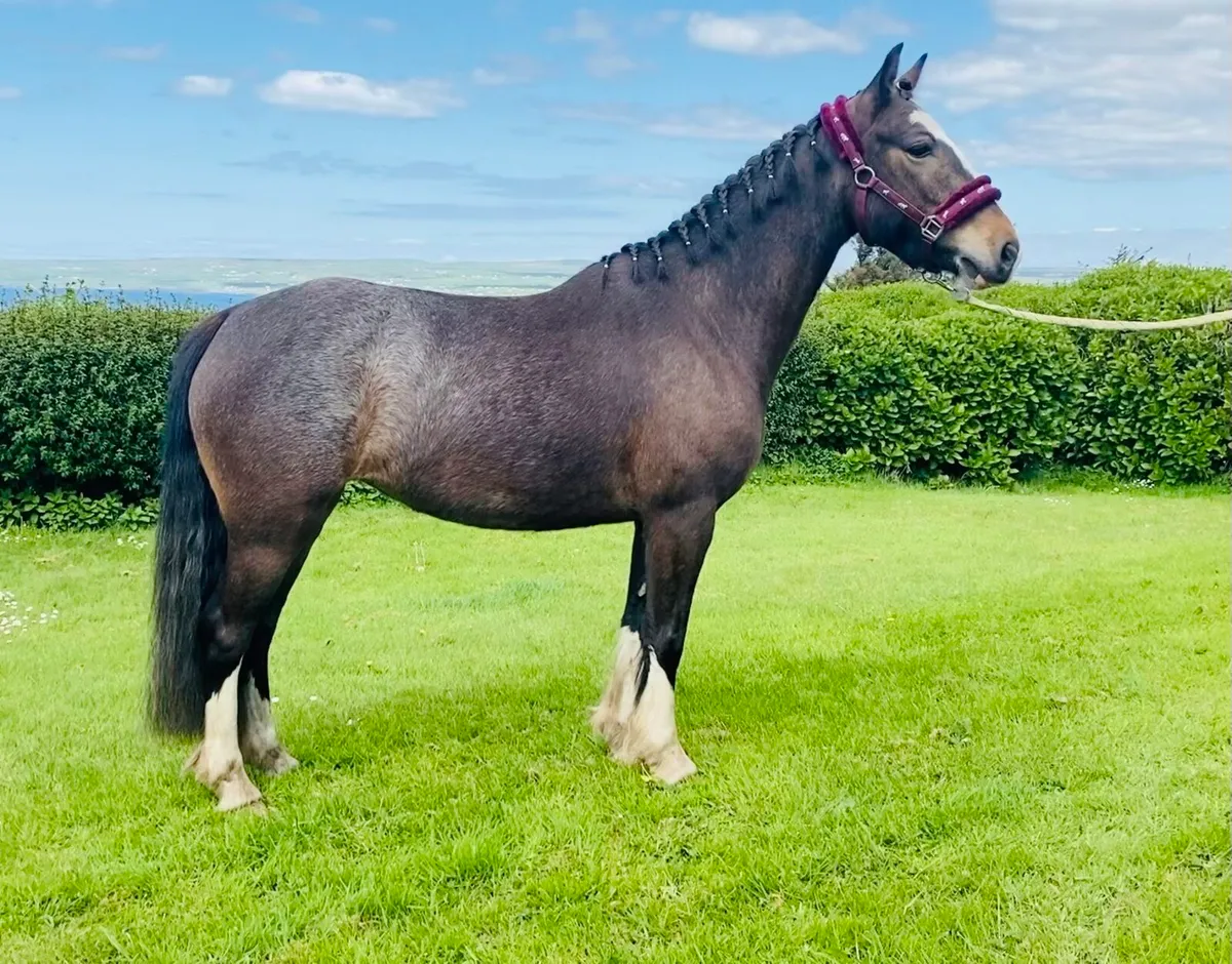 138cms pony - Image 3