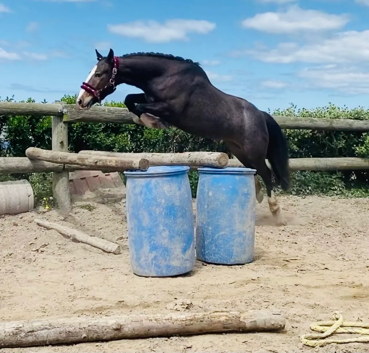 138cms pony - Image 1