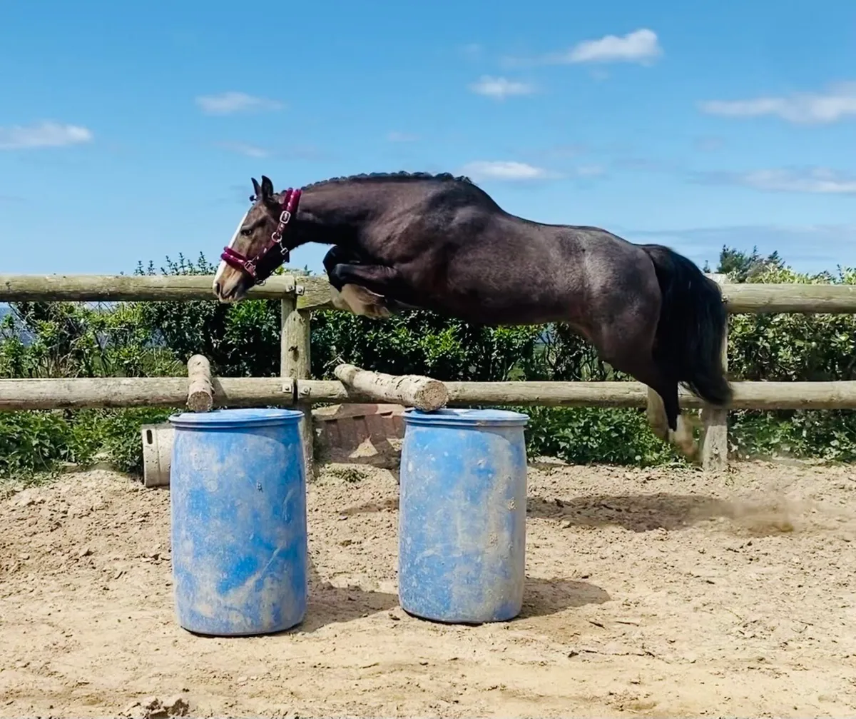 138cms pony - Image 2
