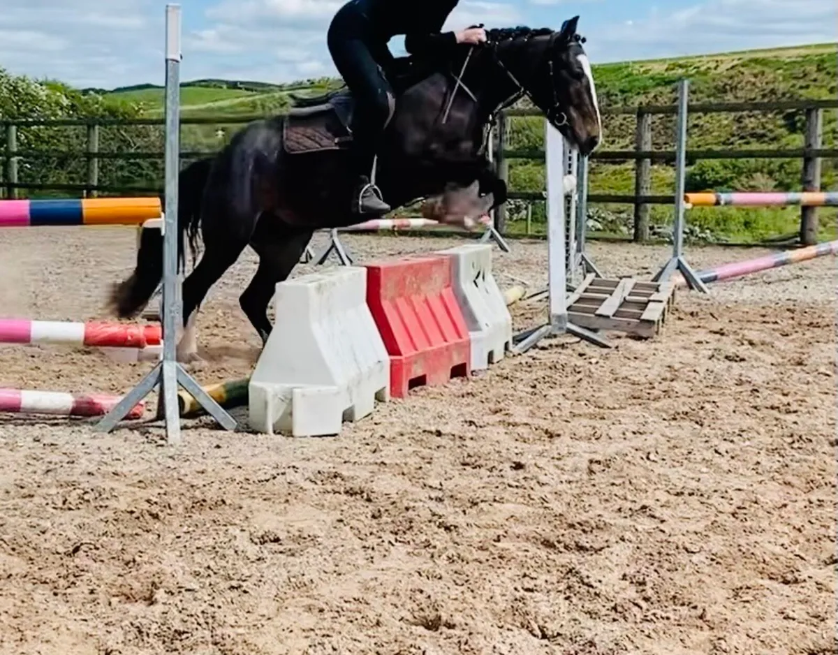 138cms pony - Image 4