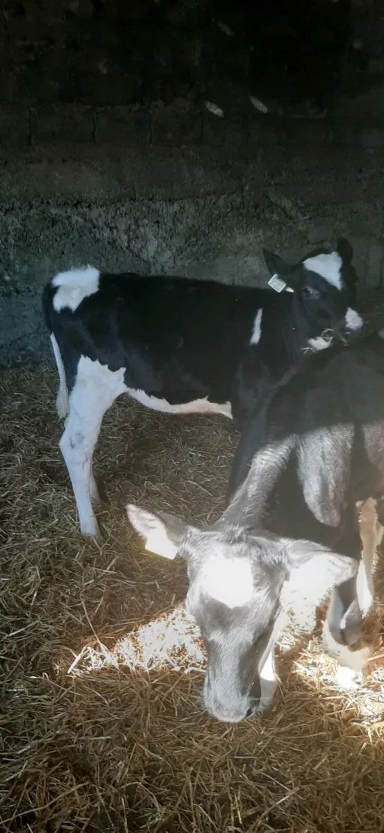Calves - Image 3