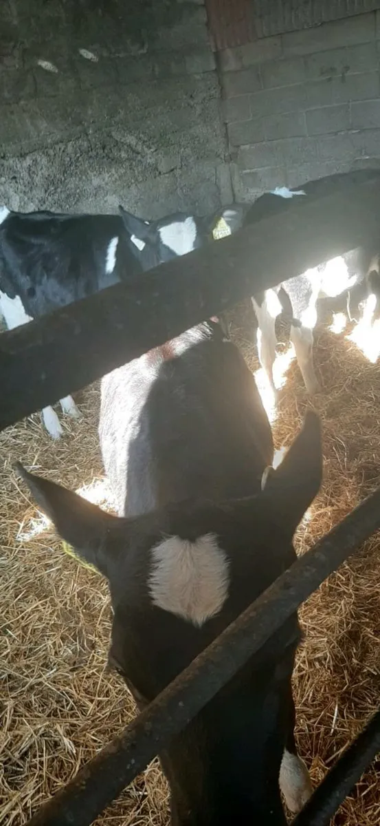 Calves - Image 4